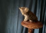 Tilly of Donnelly - Maine Coon Kitten For Sale - Port Clinton&comma; OH&comma; US
