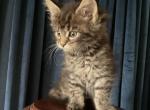 Miquel of Donnelly - Maine Coon Kitten For Sale - Port Clinton&comma; OH&comma; US