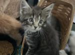 Lawrence of Donnelly - Maine Coon Kitten For Sale - Port Clinton&comma; OH&comma; US