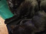 Kiki - Domestic Kitten For Adoption - Milton&comma; MA&comma; US