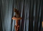 Brianna of Donnelly - Maine Coon Kitten For Sale - Port Clinton&comma; OH&comma; US