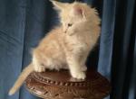 Mack of Donnelly - Maine Coon Kitten For Sale - Port Clinton&comma; OH&comma; US
