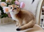 Scottish Fold Golden Male - Scottish Fold Kitten For Sale - Orlando&comma; FL&comma; US