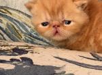 Cheeto Cookie - Exotic Kitten For Sale - TN&comma; US