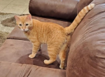 Cat Stevesn - Domestic Cat For Adoption - N Brunswick&comma; NJ&comma; US