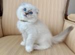 Scottish Fold Seal Point Male - Scottish Fold Kitten For Sale - Orlando&comma; FL&comma; US