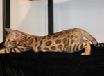Golden color - Bengal Kitten For Sale - Valparaiso&comma; IN&comma; US
