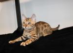 Golden color - Bengal Kitten For Sale - Valparaiso&comma; IN&comma; US