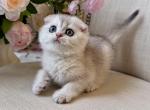Scottish Fold Silver Chinchilla Male - Scottish Fold Kitten For Sale - Orlando&comma; FL&comma; US