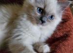 Coco - Ragdoll Kitten For Sale - 