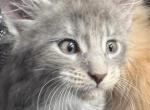 Anna of Donnelly - Maine Coon Kitten For Sale - Port Clinton&comma; OH&comma; US