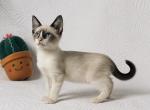 Male Snow shoe Siamese - Siamese Kitten For Sale - Terrell&comma; TX&comma; US