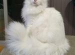 Puna - Maine Coon Cat For Sale - 