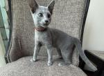 READY TO MOVE OUT Boy Russian Blue Purebred - Russian Blue Kitten For Sale - Old Bridge&comma; NJ&comma; US