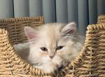 Blondie Lion - Persian Kitten For Sale - 