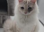 Manya - Siberian Kitten For Sale - New York&comma; NY&comma; US