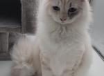 Manya - Siberian Kitten For Sale - New York&comma; NY&comma; US
