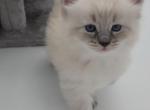 Wheskey - Siberian Kitten For Sale - New York&comma; NY&comma; US