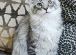 Litter S - Maine Coon Kitten For Sale - Jasper&comma; GA&comma; US