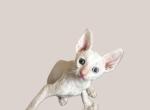 White Odd Eye - Cornish Rex Kitten For Sale - 