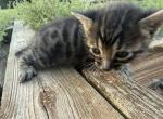 Lunar Frost 4 Charcoal - Bengal Kitten For Sale - Oklahoma City&comma; OK&comma; US