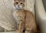 Hailey of Kingdom of Northumbria - Maine Coon Kitten For Sale - Chandler Heights&comma; AZ&comma; US