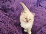 Seal Mink Ragdoll - Ragdoll Kitten For Sale - 