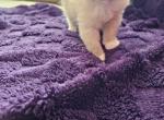 Blue Mink Male Ragdoll - Ragdoll Kitten For Sale - 