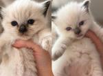 Cece baby - Ragdoll Kitten For Sale - Williamsport&comma; OH&comma; US