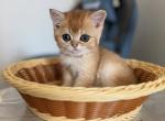Mini prince - British Shorthair Kitten For Sale - Brooklyn&comma; NY&comma; US