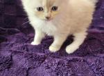 Tortie mitted Ragdoll - Ragdoll Kitten For Sale - 