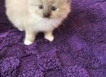 Tortie Female Ragdoll - Ragdoll Kitten For Sale - Jacksonville&comma; NC&comma; US
