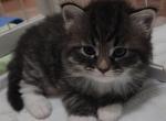 Winston - Siberian Kitten For Sale - New York&comma; NY&comma; US