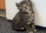 Zee - American Shorthair Kitten For Sale - 