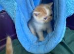 Exotic Shorthair Persians Red and White Bicolor - Exotic Kitten For Sale - Brookfield&comma; CT&comma; US