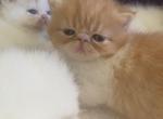 Exotic Shorthair Persians Red and White Bicolor - Exotic Kitten For Sale - Brookfield&comma; CT&comma; US