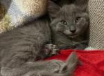 Dagger - Domestic Kitten For Adoption - 