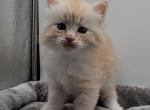 Willie - Siberian Kitten For Sale - New York&comma; NY&comma; US