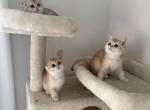 Scottish folds - Scottish Fold Kitten For Sale - Whitesboro&comma; NY&comma; US