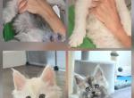 Litter T - Maine Coon Kitten For Sale - Jasper&comma; GA&comma; US