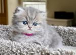 Waverly - Persian Kitten For Sale - Pensacola&comma; FL&comma; US