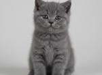 Lilac boy - British Shorthair Kitten For Sale - Roseburg&comma; OR&comma; US