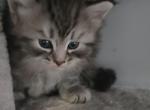 Black and silver - Siberian Kitten For Sale - New York&comma; NY&comma; US