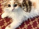 Infinity - Scottish Fold Kitten For Sale - Warwick&comma; NY&comma; US