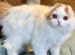 Hugo - Scottish Fold Kitten For Sale - Warwick&comma; NY&comma; US