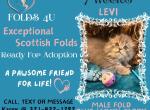 Levi - Scottish Fold Kitten For Sale - Ocklawaha&comma; FL&comma; US