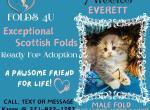 Everette - Scottish Fold Kitten For Sale - Ocklawaha&comma; FL&comma; US