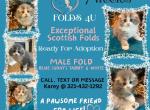 Everette - Scottish Fold Kitten For Sale - Ocklawaha&comma; FL&comma; US