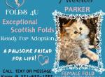 Parker - Scottish Fold Kitten For Sale - Ocklawaha&comma; FL&comma; US