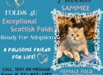 Sammee - Scottish Fold Kitten For Sale - Ocklawaha&comma; FL&comma; US